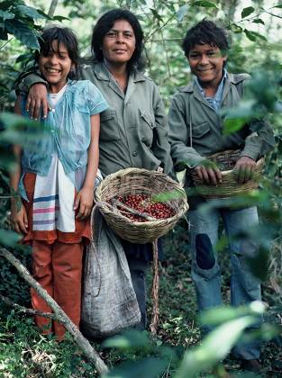 Finca workers in Nicaragua pick coffee