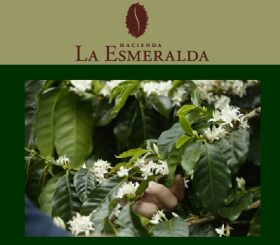 Esmerelda la Hacienda Panama
