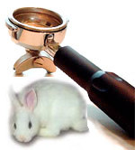 bunny and company